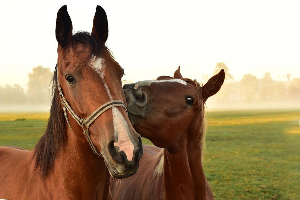 horse insurance